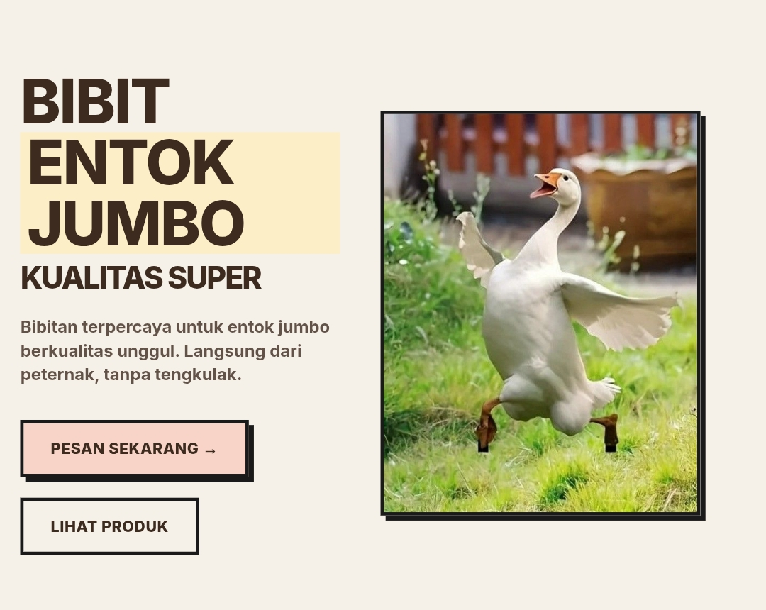 Bibit Entok Jumbo